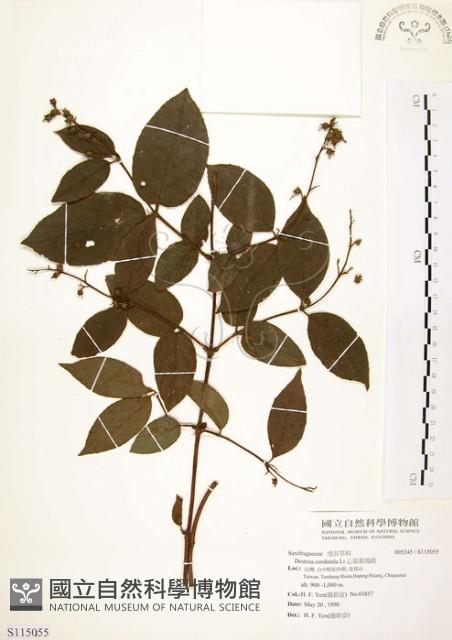 心基葉溲疏藏品圖，第1張