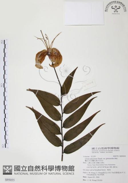 豔紅百合、豔紅鹿子百合藏品圖，第1張