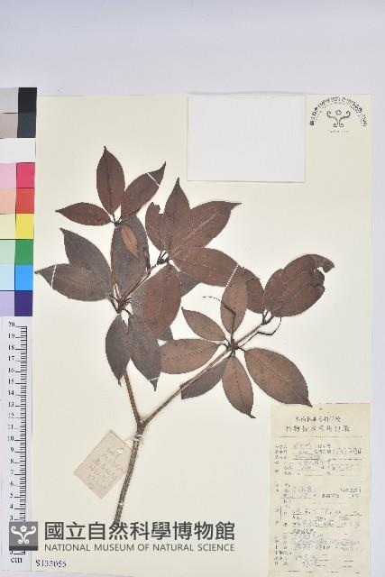 鹿角杜鵑、西施花、青紫木藏品圖，第1張