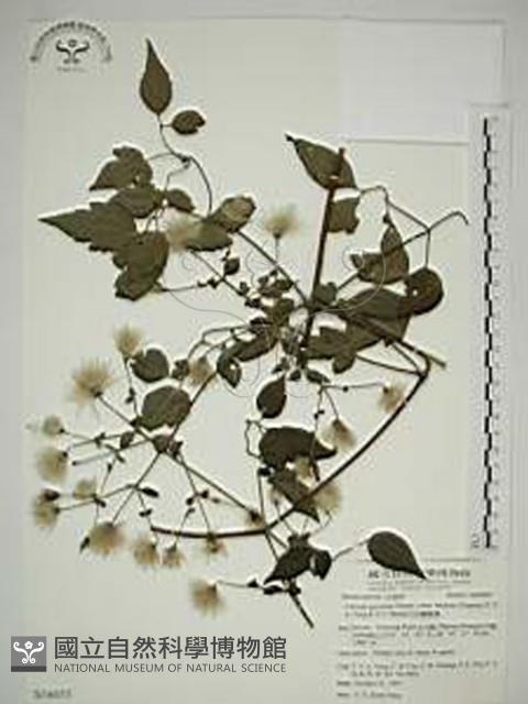 巴氏鐵線蓮藏品圖，第1張