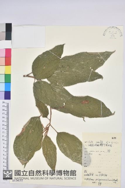 粗糠柴藏品圖，第1張