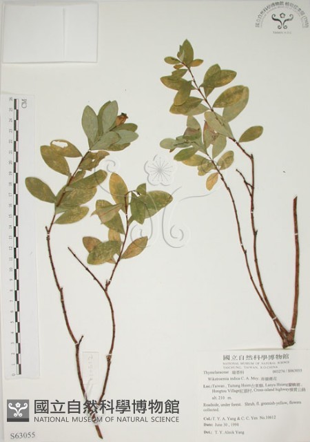 南嶺蕘花藏品圖，第1張