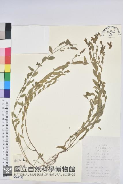 蜜柑草藏品圖，第1張