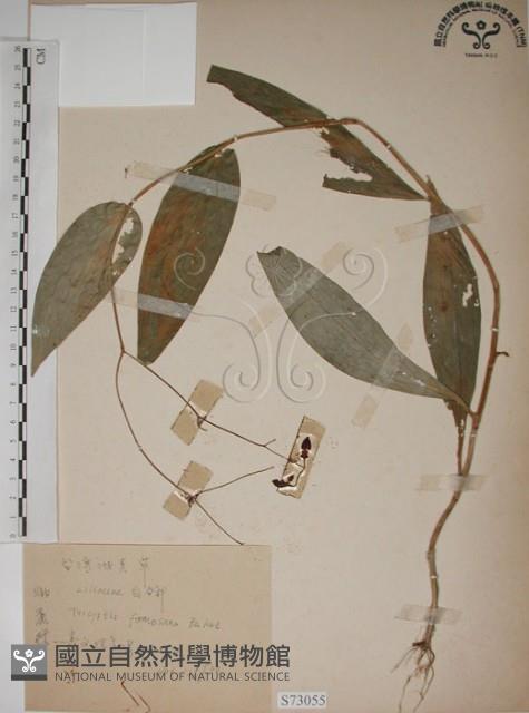 臺灣油點草藏品圖，第1張