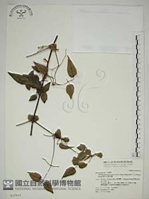 梨山小蓑衣藤藏品圖，第1張