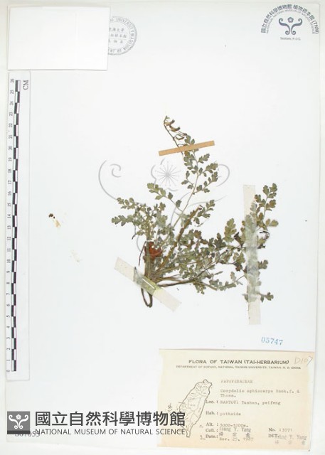 彎果黃菫藏品圖，第1張