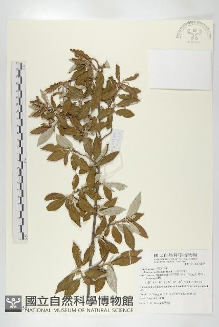 小葉胡頹子藏品圖，第1張