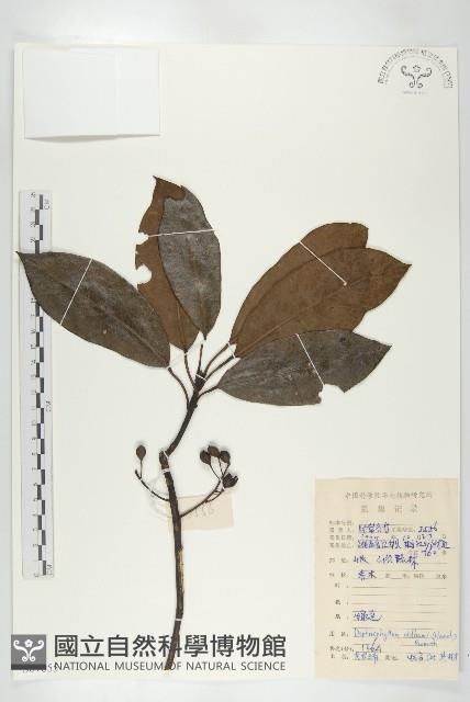 俄氏虎皮楠、蘭嶼虎皮楠、虎皮楠藏品圖，第1張