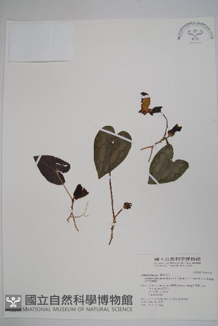 太平山細辛藏品圖，第1張