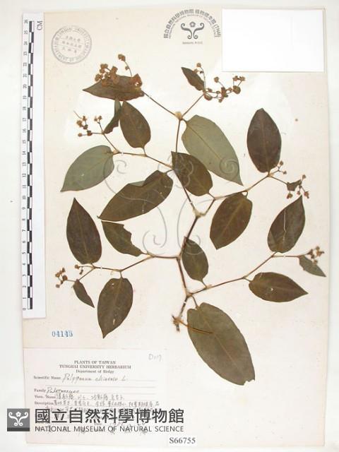 火炭母草、清飯藤藏品圖，第1張