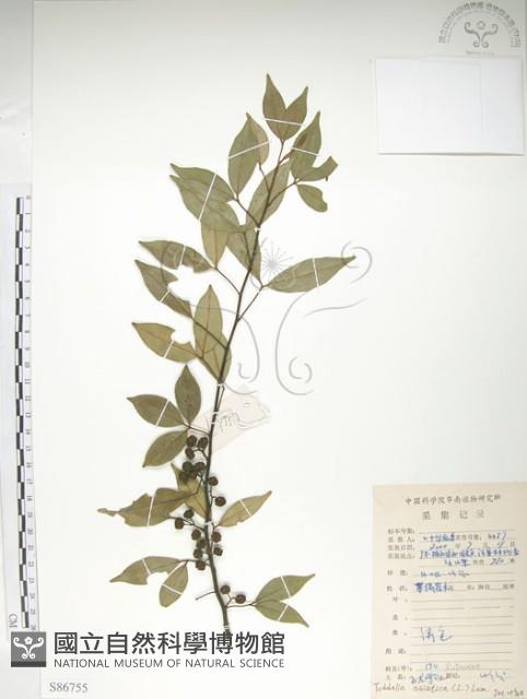 飛龍掌血藏品圖，第1張