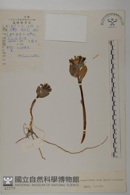 小垂頭菊藏品圖，第1張