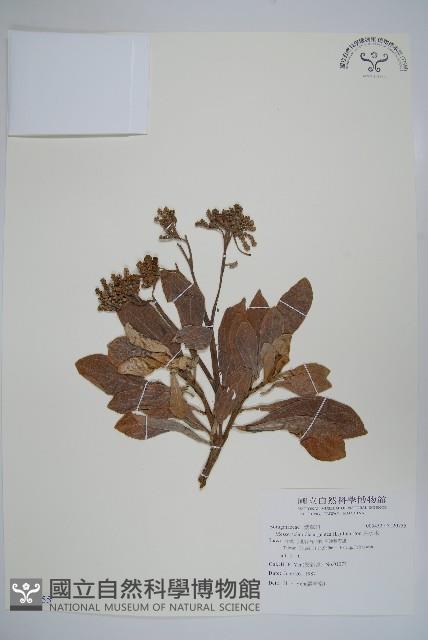 白水木藏品圖，第1張