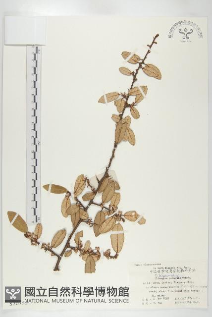 胡頹子藏品圖，第1張