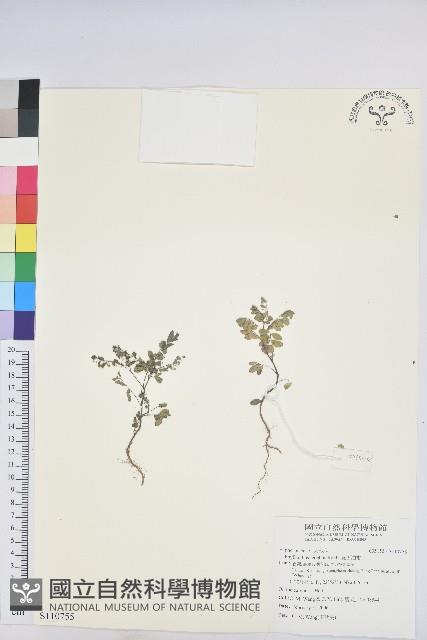 五蕊油柑藏品圖，第1張