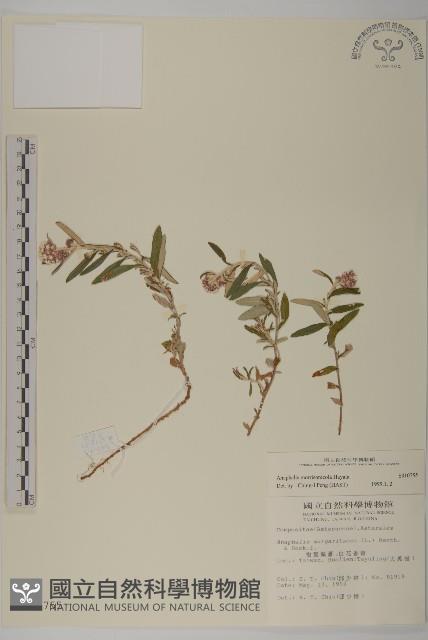 玉山抱莖籟簫藏品圖，第1張