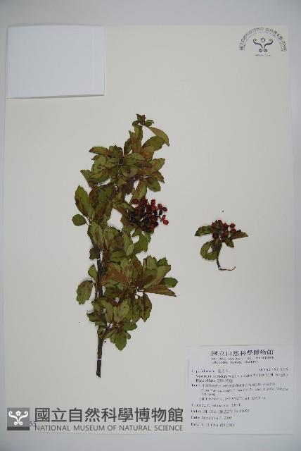 珍珠莢迷藏品圖，第1張