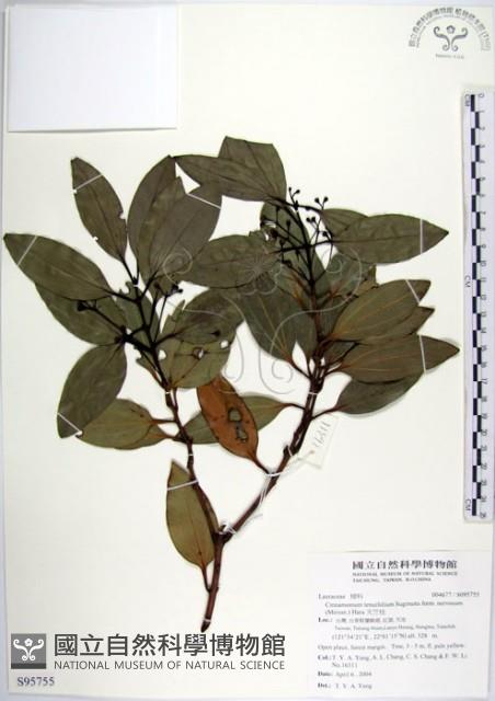 天竺桂藏品圖，第1張