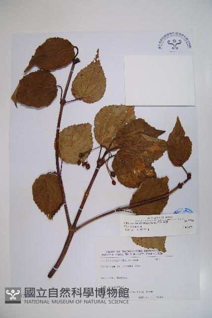 樺葉莢迷、玉山莢迷藏品圖，第1張