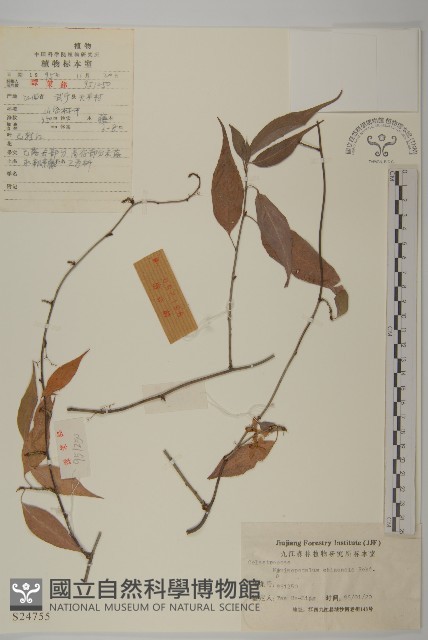 永瓣藤藏品圖，第1張