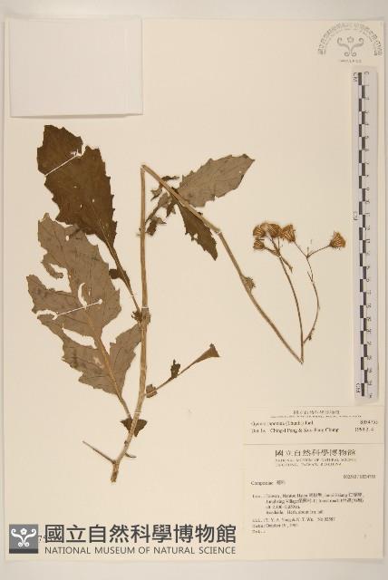 黃花三七草藏品圖，第1張