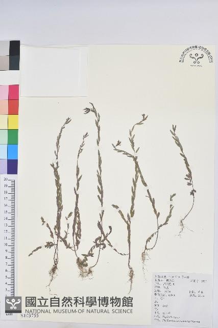 蜜柑草藏品圖，第1張