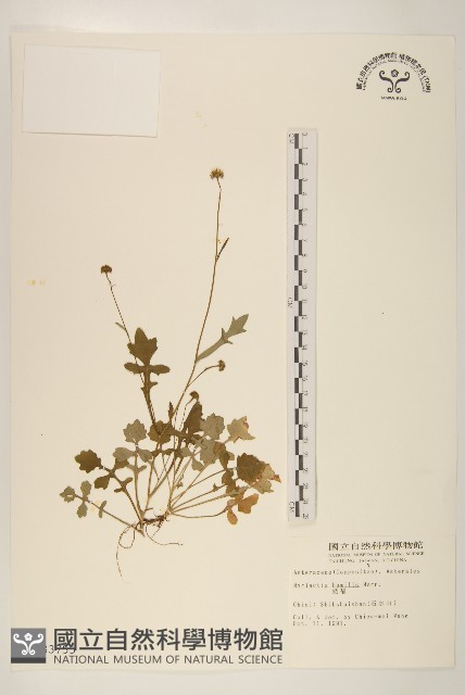 矮菊藏品圖，第1張