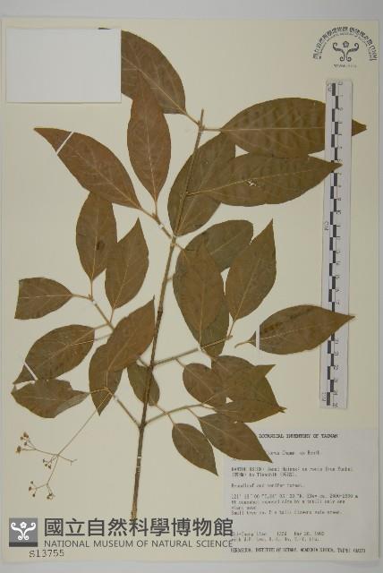 大丁黃藏品圖，第1張