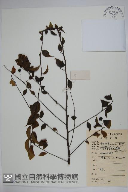 登錄號:S083755藏品圖，第1張