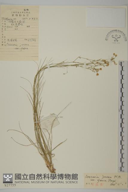 無毛老牛筋藏品圖，第1張