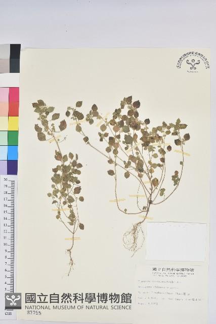 登錄號:S007755藏品圖，第1張