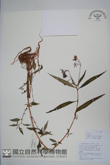 滇水金鳳藏品圖，第1張