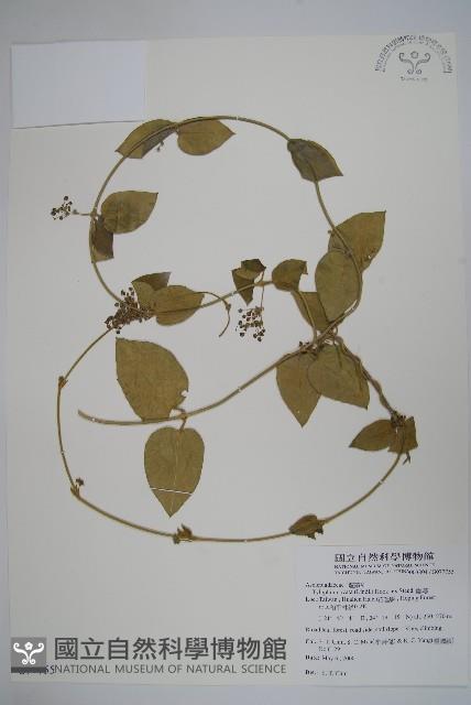 Ovate-leaf tylophora,Lanyu tylophora Collection Image, Figure 1, Total 2 Figures