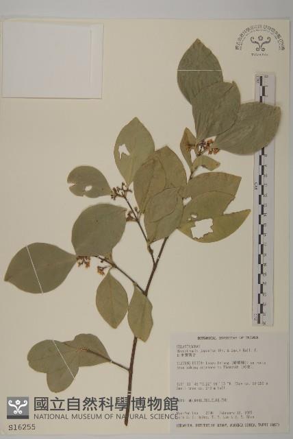 日本賽衛矛、日本假衛矛藏品圖，第1張