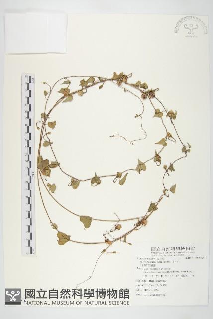 卵葉菜欒藤藏品圖，第1張