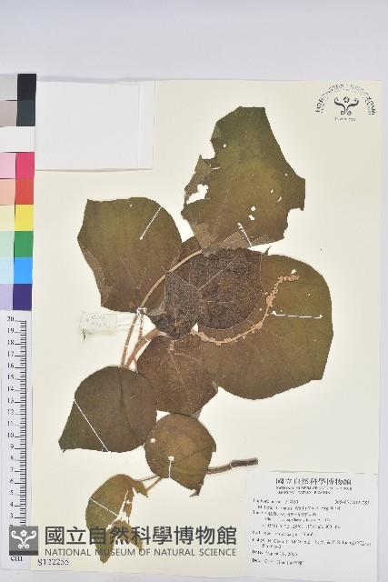 毛桐藏品圖，第1張