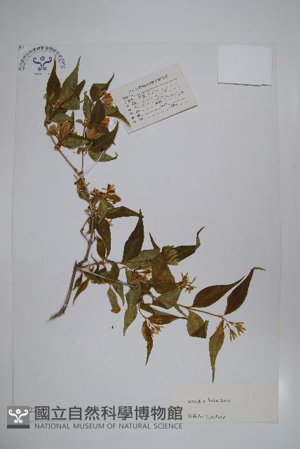 傘花六道木藏品圖，第1張