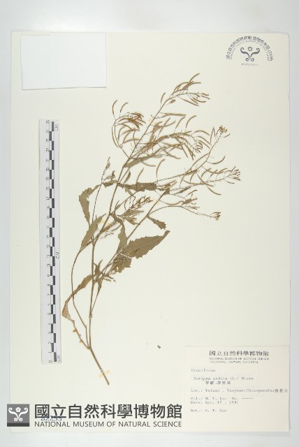 葶藶藏品圖，第1張