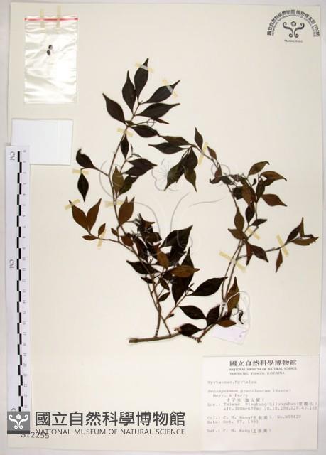 十子木、加入舅藏品圖，第1張