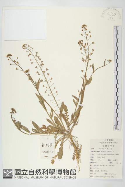 薺藏品圖，第1張