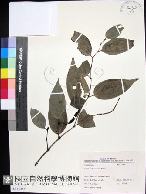 蘭嶼風藤藏品圖，第1張