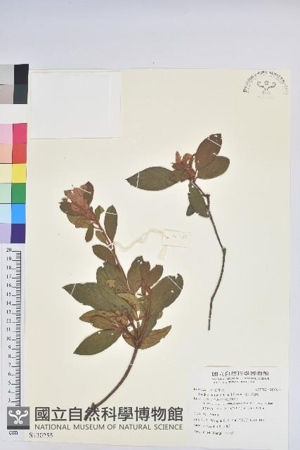 金毛杜鵑藏品圖，第1張