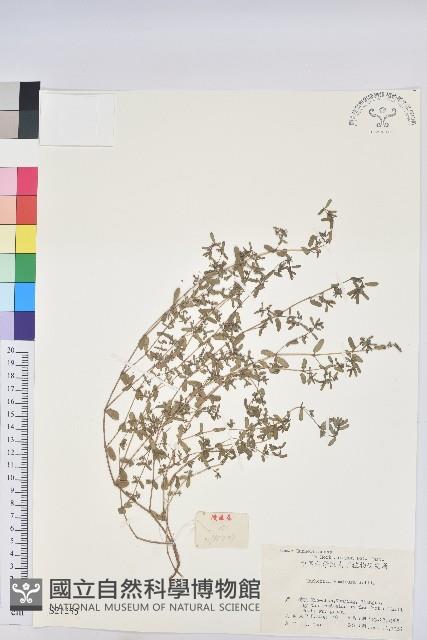 地錦藏品圖，第1張