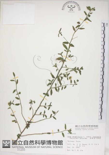 恆春金午時花藏品圖，第1張