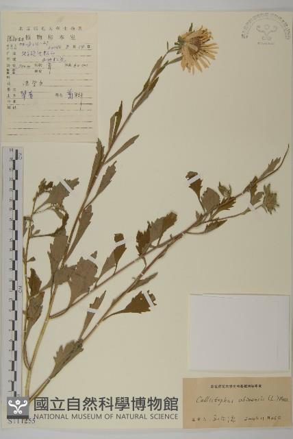 翠菊藏品圖，第1張