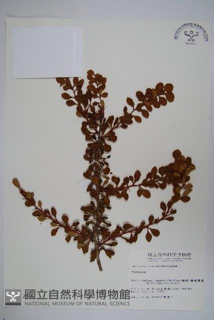 日本小檗藏品圖，第1張