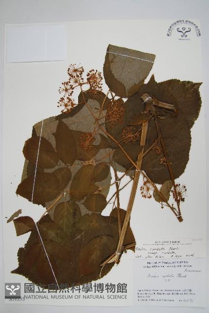 食用土當歸藏品圖，第1張