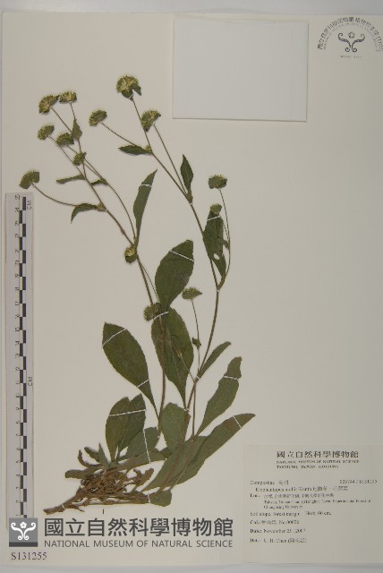 地膽草、毛蓮菜藏品圖，第1張
