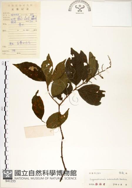 九芎藏品圖，第1張