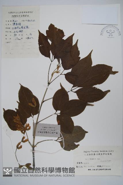 建始槭藏品圖，第1張